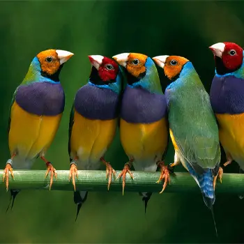 Finches According To Darwin