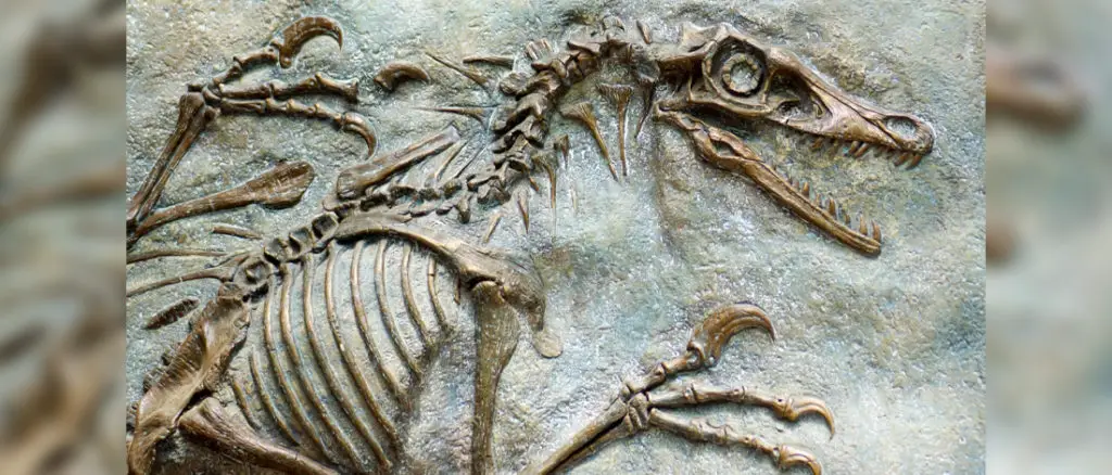 How Do Fossils Provide Evidence For Evolution